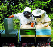Siccità: anche le api soffrono e hanno fame