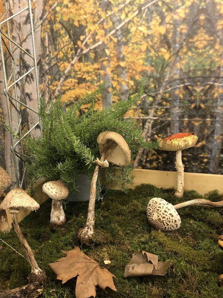 Festa dei funghi: doppio fine settimana a Budoia