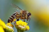 I segreti delle api, se ne parla a Pordenone
