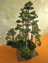 Pordenone: 6 e 7 aprile a tutto bonsai