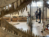 Pordenone: il film sul dinosauro Big John