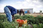 Pordenone: incontro “Schiavi nei campi – Il fenomeno dello sfruttamento in agricoltura in provincia di Pordenone e in Italia”