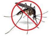 Portoguraro, lotta alla zanzara: continua la prevenzione