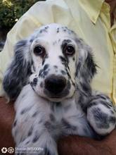 Olli, il nuovo Resident Dog della Francescon di Portogruaro